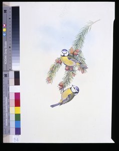 Mésange bleue (Parus Caeruleus) - John (after) Gould