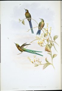 Sylphe bolivien (Cynanthus Bolivianus) - John (after) Gould