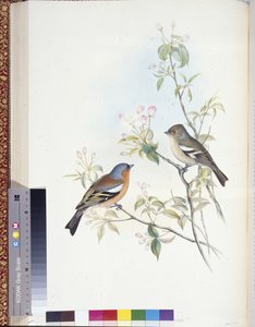 Pinson des arbres (Fringilla Caelebs) - John (after) Gould