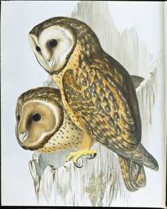 Chouette à face châtain - John (after) Gould