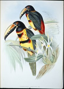 Aracari collier