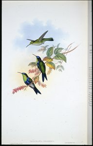 Panoplites colombien / Nymphe des bois colombienne (Thalurania Colombica) - John (after) Gould