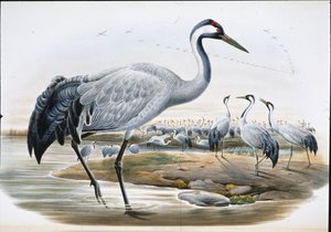 Grue cendrée (Grus Cinerea)