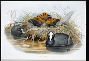 Foulque macroule (Fulica Atra) - John (after) Gould