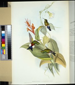 Puffleg à ventre cuivré