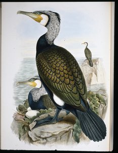 Cormoran