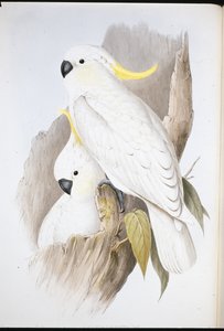Cacatoès à huppe jaune (Cacatua Galerita) - John (after) Gould