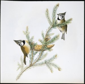 Mésange huppée (Parus Cristatus) - John (after) Gould