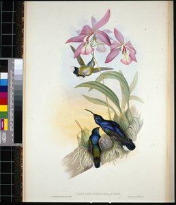 Sabre-ailes de De-Lattre