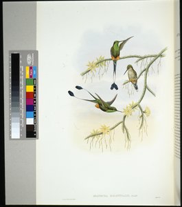 Racket-tail d