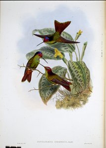 Arc-en-ciel équatorien - John (after) Gould
