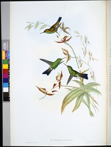 Erythronote de Felicia (Erythronota Feliciae)