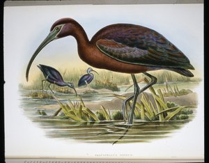 Ibis falcinelle (Falcinellus Igneus) - John (after) Gould