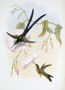Colibri à grande queue fourchue - John (after) Gould