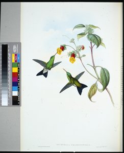 Saphir à tête verte (eucephala chlorocephela)
