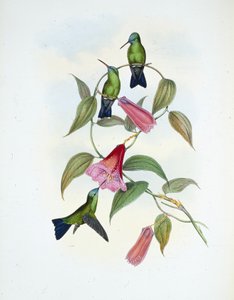 Saphir vert et bleu - John (after) Gould