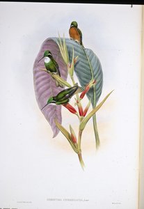 Colibri à queue grise