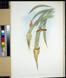 Ermite à gorge grise (phaethornis griseogularis) - John (after) Gould