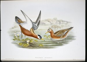 Phalarope à bec large - John (after) Gould