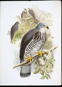 Bondrée apivore (Pernis Apiuorus)