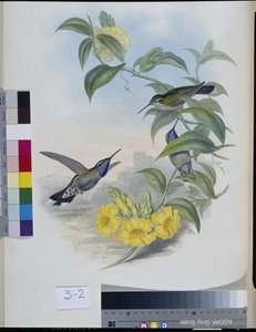 Colibris (Delattria Clemenciae)