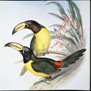 Toucan aracari lettré