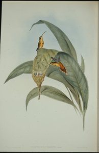 Petit ermite