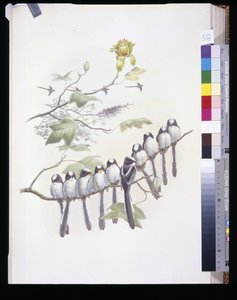 Mésange à longue queue (Mecistura Caudata)