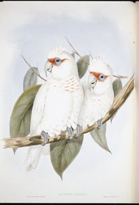 Cacatoès à long bec (Licmetis Nasicus) - John (after) Gould