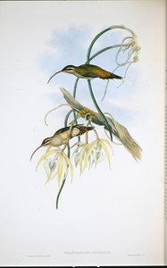 Ermite mexicain - John (after) Gould
