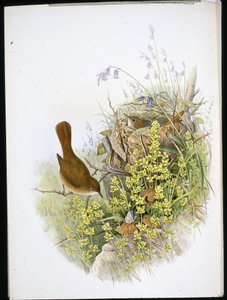 Rossignol