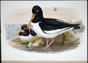 Huîtrier pie (Heamatopus Ostralegus)