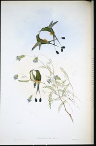 Racket-tail péruvien - John (after) Gould
