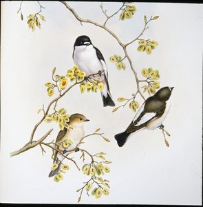 Gobemouche noir (Muscicapa Atricapilla)