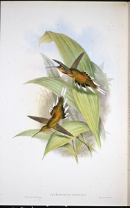 Ermite de Pretre (Phaethornis Pretrei)