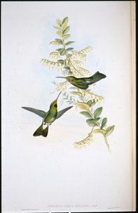 Colibri à gorge puce (Aphantochroa Gularis) - John (after) Gould