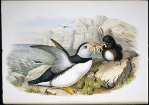 Macareux moine (Fratercula Arctica)