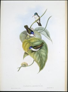 Couronne azur à bec rouge - John (after) Gould