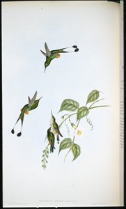 Queue de raquette à bottes rouges (Spathura Rufocaligata) - John (after) Gould