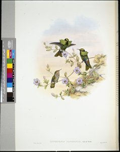Coquette de Roraima - John (after) Gould