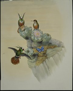Coquette de Salvin (Lophornis Adorabilis)
