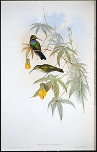 Colibri de Schreiber - John (after) Gould