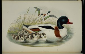 Tadorne de Belon (Tadorna Vulpanser) - John (after) Gould