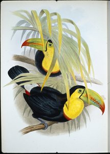 Toucan à bec court