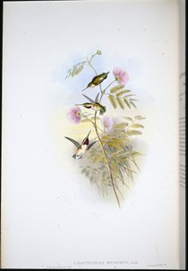 Étoile des bois à queue courte (Calothorax Micrurus) - John (after) Gould