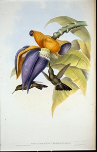 Colibri sombre (Aphantochroa cirrhochloris) - John (after) Gould
