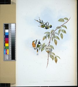Queue étincelante - John (after) Gould