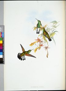 Colibri à queue rayée