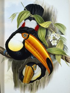 Toucan toco (Ramphastos Toco)