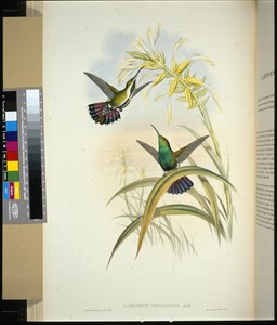 Mango de Veragua (lampornis veraguensis)